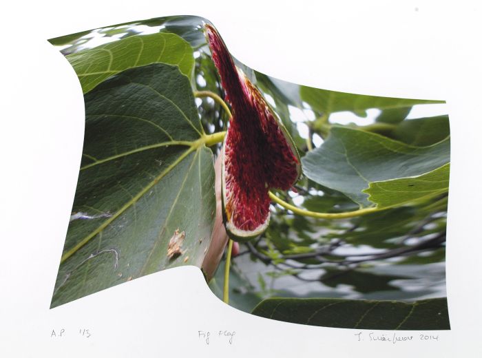 Click the image for a view of: fruitleafalgaestone: guild flag fig flying. 2014. Giclee print. Edition 20
